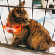 Image for article titled We Went To The Puppy Bowl And Brought Back Pictures Of Very Good Doggies And Cats